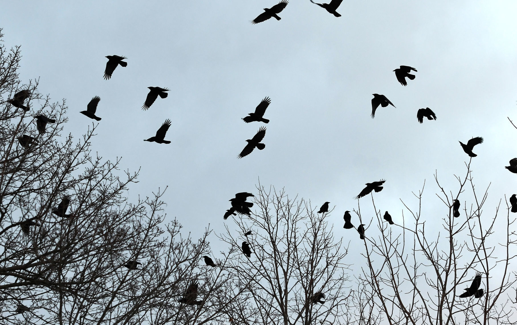 Crows